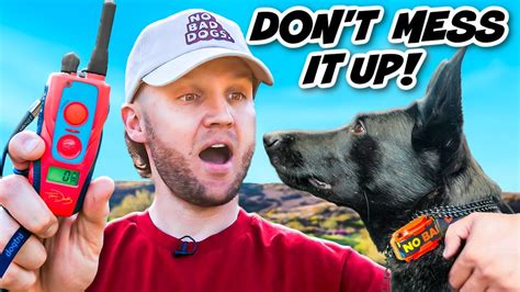 megwr|E Collar Training HACKS For BEGINNERS .